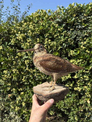 Ancienne taxidermie oiseau - ancienne,