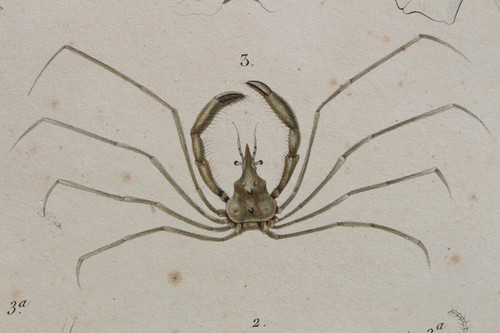 Crustaceans engraving animal - engraving,
