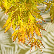 Erable du Japon - Acer