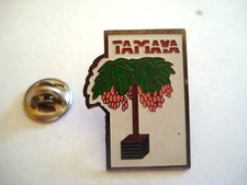 PINS TAMAYA PLANTE BAMBOU MEXIQUE 