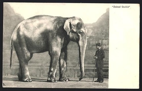 Carte postale éléphant avec
