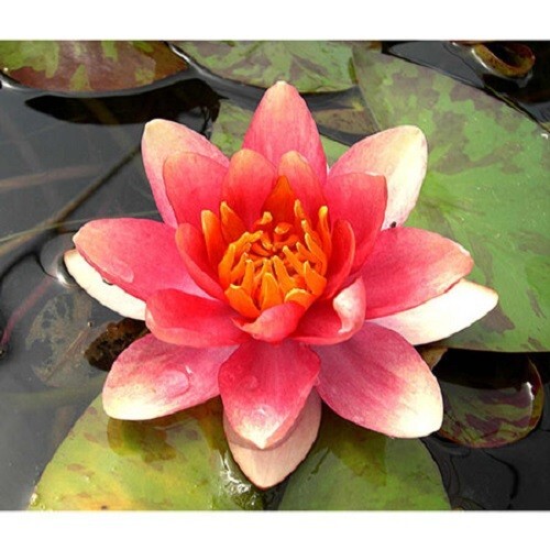 Special petit bassin nenuphar - petit,