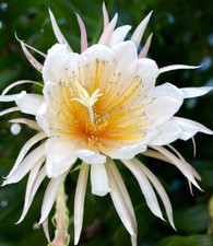 Epiphyllum chrysocardium