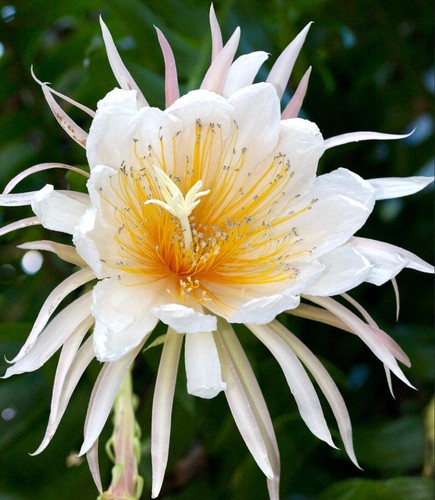 Epiphyllum chrysocardium