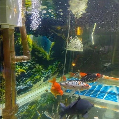 Autocollant aquarium - autocollant, d'aquarium