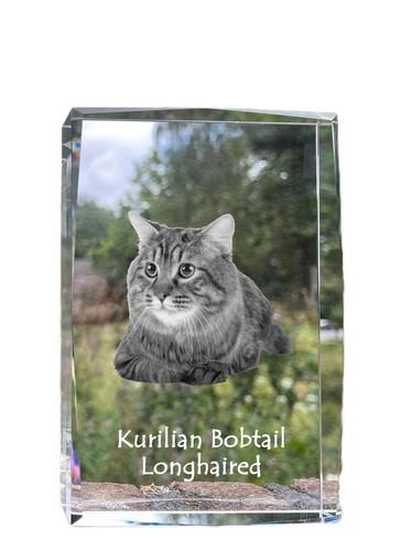 Kurilianer bobtail longhair - kurilianer,