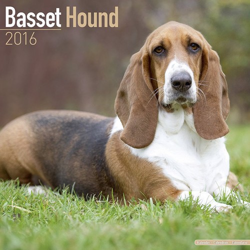 Calendrier 2016 basset hound - -,