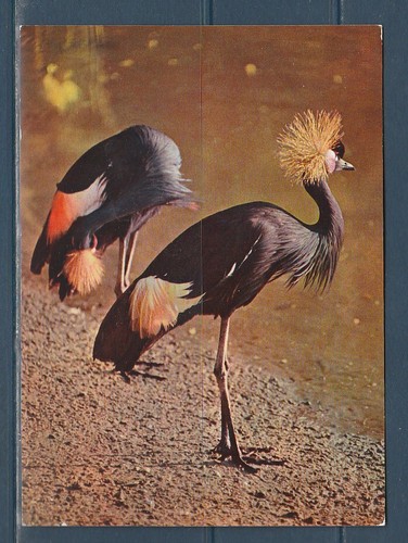 Cpsm vers 1960 nature faune - nature,