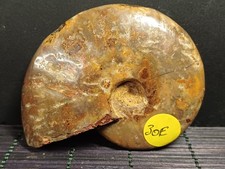 Aioloceras sp Albien