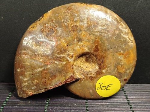 Aioloceras albien - sp,