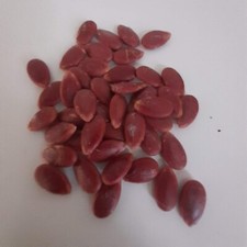 30 graines de pastèque à confiture, gigerine …