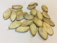 lot de 20 graines de courges prêtes à planter bio sans OGM ni hybridation