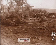 Chevaux tués bombe - chevaux, tués,