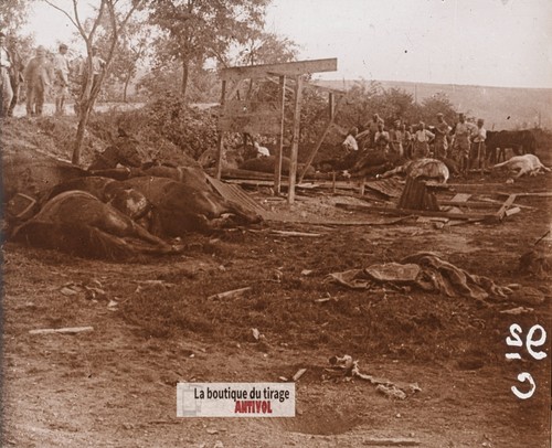 Chevaux tués bombe - tués,,