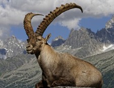 3D Aimant Bouquetin pour