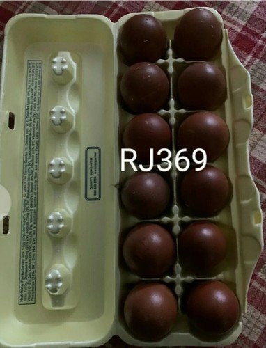 French copper marans pure - french,