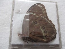 Entomologie Morphinae Morpho