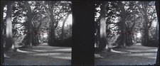 Forêt FRANCE c1900 Photo NEGATIVE Plaque de verre Stereo VL12p8