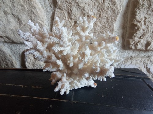 Corail blanc en forme de - ,
