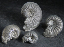 Ammonites Pyritisées / lot de 4 spécimens / France