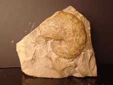 Ammonite Phylloceras Ponticuli