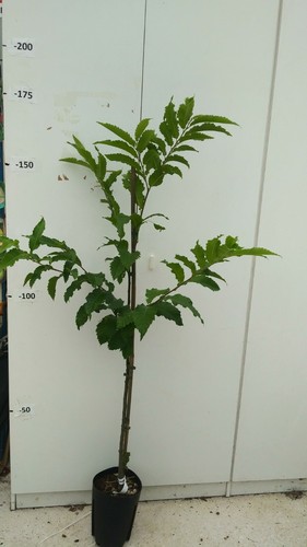 Plante châtaignier arbre - plante,