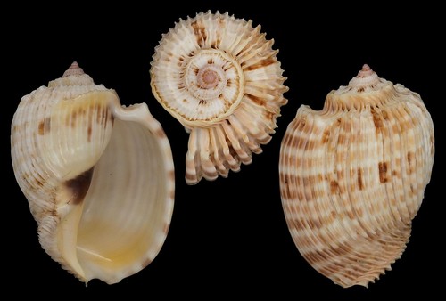 Coquillage collection - collection,