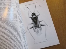  ENTOMOLOGY REVISION OF THE