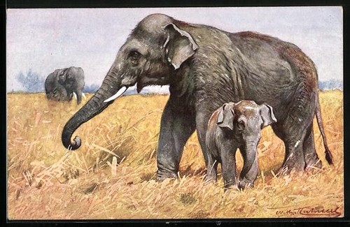 Carte postale mère éléphant