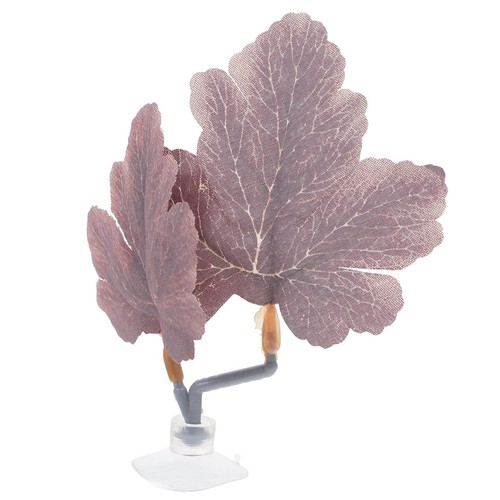 Betta feuille lit - , poisson