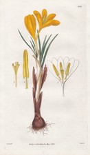 Crocus Aureus Fleur Botanique