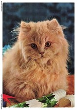 ASHP3-0138-CHAT - CHAT PERSAN