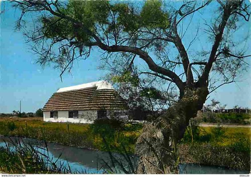 Carte postale camargue - carte,