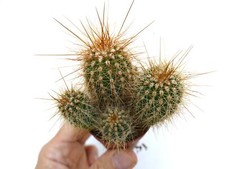 Cereus atacamensis (4 PLANTS)