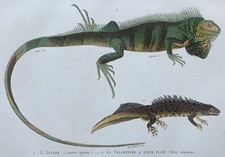 Zoologie Iguane Salamandre à
