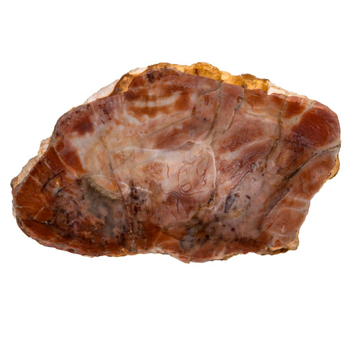 Bois fossile tranche - -,