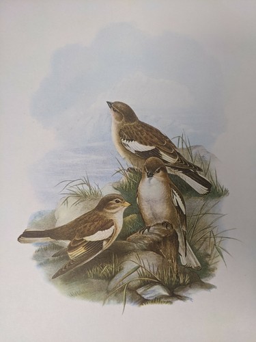 1969 oiseau imprimé - oiseau,