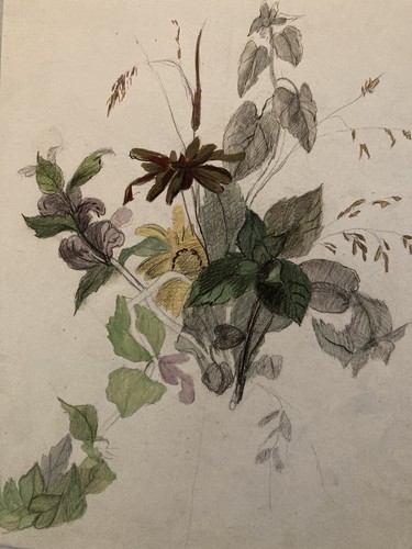 Beau dessin 1850 - dessin, fleur