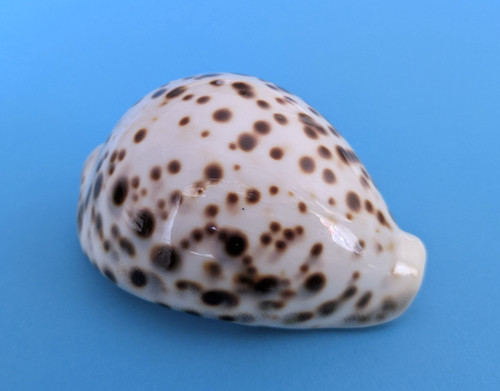 Cypraea tigris mm - 86,1, gem