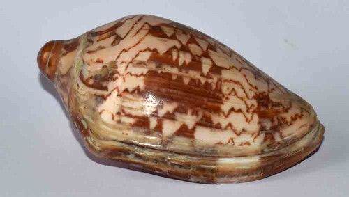 Coquillages volute - -,