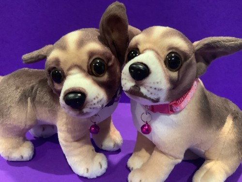 Chihuahua puppies with bed - puppies,