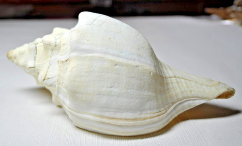 Ancien gros coquillage mer - coquillage,