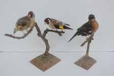 taxidermie: 2 chardonnerets européens et un pinson des arbres le pinson