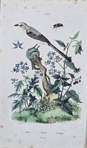 Gravure aquarellée xixe - aquarellée,