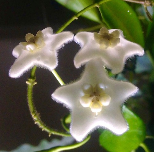 Hoya stoneana plante de cire - plante,