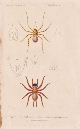 Mygale quoyi araignées - quoyi,