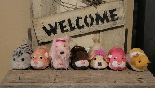 Zhu pets - zhu, of
