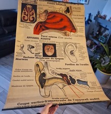 Planche anatomique n° 10 1930  Arnould Moreaux. Librairie Maloine PARIS N°2