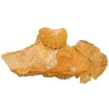 Coquillages bivalves fossiles