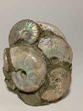 BLOC AMMONITES IRISÉES